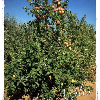 Eastmont Orchards - Pick Your Own Farms Near Me - Colts Neck, New Jersey