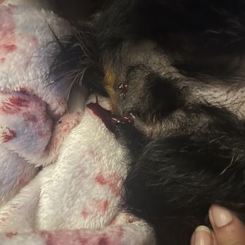 Maika'i Veterinary Clinic - Dr Mina almost killed my dog and his staff laughed about it to neighboring businesses! - Veterinarians Near Me - Hilo, Hawaii Maika'i Veterinary Clinic - Dr Mina almost killed my dog and his staff laughed about it to neighboring businesses! - Veterinarians Near Me - Hilo, Hawaii