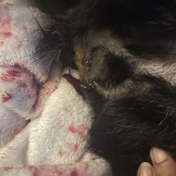 Maika'i Veterinary Clinic - Dr Mina almost killed my dog and his staff laughed about it to neighboring businesses!
