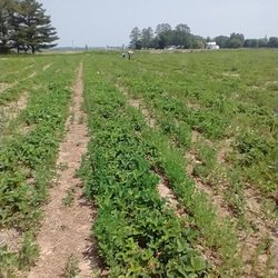 Greiling Gardens Strawberries - Strawberry field