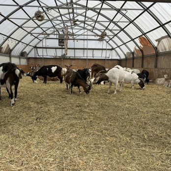 Kamins Farm Sanctuary - Animal Shelters Near Me
