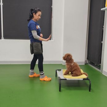 EveryDog - Windsey working her magic - Pet Training Near Me - Tustin, California EveryDog - Windsey working her magic - Pet Training Near Me - Tustin, California