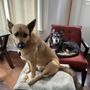 Photo of Almost Home Doggie Day Care