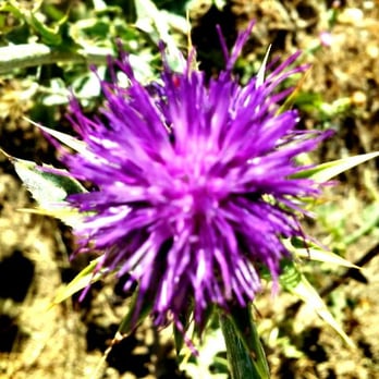 Powder Canyon - Wild flower seen along the trail. - Hiking Near Me - La Habra Heights, California Powder Canyon - Wild flower seen along the trail. - Hiking Near Me - La Habra Heights, California
