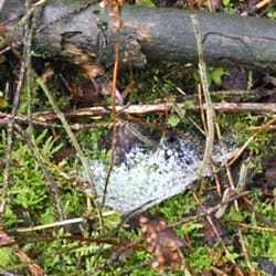 Der Moosberg im Kühl