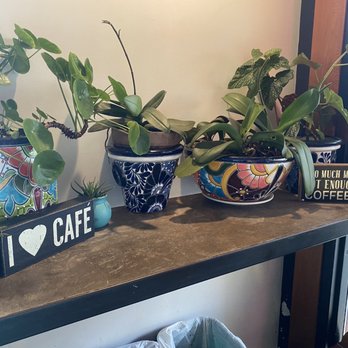 Mas Cafe - Love all the plants and decor! - Coffee & Tea Near Me - Seattle, Washington Mas Cafe - Love all the plants and decor! - Coffee & Tea Near Me - Seattle, Washington