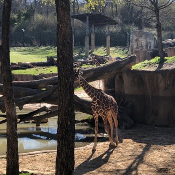 Dallas Zoo - Zoos Near Me - Dallas, Texas Dallas Zoo - Zoos Near Me - Dallas, Texas