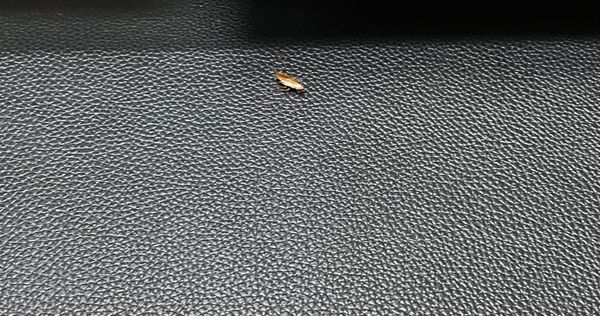 Whitewood Pond Apartments