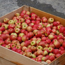 Apple Barrel Orchards