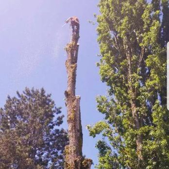BDH Timber Cutting - Tree Services Near Me