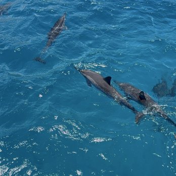 Iruka Hawaii Dolphin - Snorkeling Near Me - Honolulu, Hawaii Iruka Hawaii Dolphin - Snorkeling Near Me - Honolulu, Hawaii