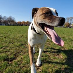 Roverwest Dog Exercise Area