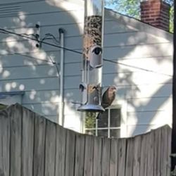 Backyard Birds - Feeder and sweet from backyard birds