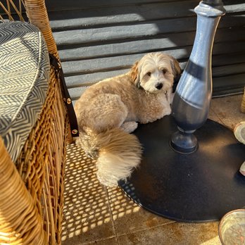 Josephine House - Rufus enjoying the patio - American Near Me - Austin, Texas Josephine House - Rufus enjoying the patio - American Near Me - Austin, Texas