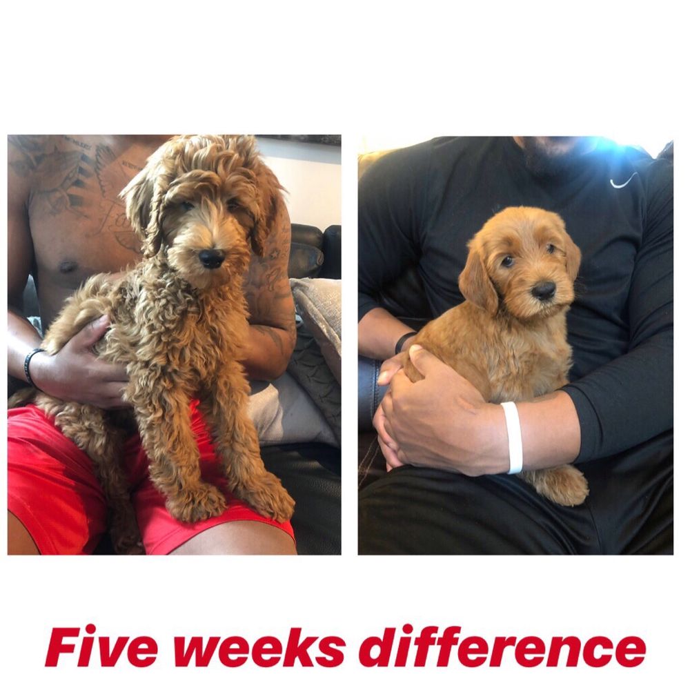 Elegant Doodle's - Pet Breeders Near Me Elegant Doodle's - Pet Breeders Near Me