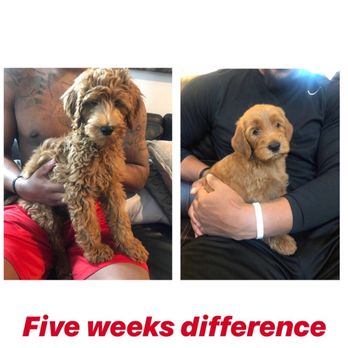 Elegant Doodle's - Pet Breeders Near Me Elegant Doodle's - Pet Breeders Near Me
