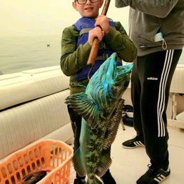 Lingcod