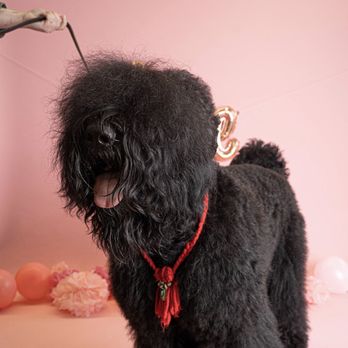 Capital Canine - Pet Training Near Me Capital Canine - Pet Training Near Me