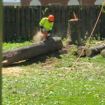 Pac-Tree - During ... - Tree Services Near Me