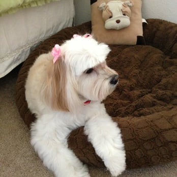 The Paw Spa - My dog after her lovely grooming at The Paw Spa - Pet Groomers Near Me - Corona, California The Paw Spa - My dog after her lovely grooming at The Paw Spa - Pet Groomers Near Me - Corona, California