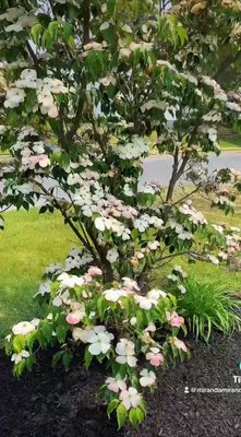 Miranda Contracting Logo