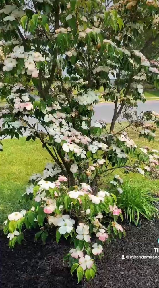 Slide of Miranda Contracting