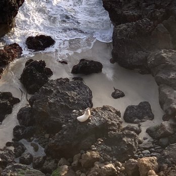 Point Dume State Beach - Spotted a white and brown seals - Beaches Near Me - Malibu, California Point Dume State Beach - Spotted a white and brown seals - Beaches Near Me - Malibu, California