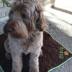 CR Embroidery - Don't Forget About Your Pets
