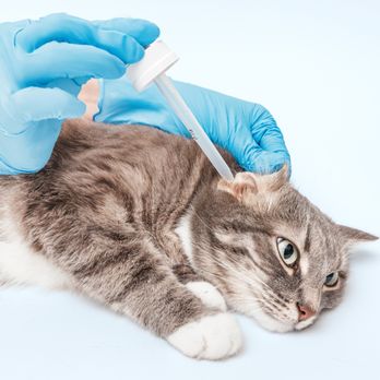 IPet Care & Holistic - Holistic medicine for pets#risk free#no side-affects, no chemicals!# Call now for your appointment 818-574-8059#No Regrets, Just Healthy Pet - Holistic Animal Care Near Me - Valley Village, California IPet Care & Holistic - Holistic medicine for pets#risk free#no side-affects, no chemicals!# Call now for your appointment 818-574-8059#No Regrets, Just Healthy Pet - Holistic Animal Care Near Me - Valley Village, California