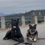 Photo of Nymira's Canine Academy
