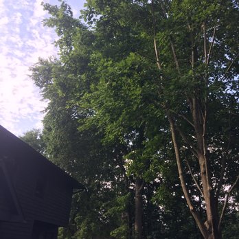 Great Dane Tree Experts & Landscaping - The big tree, 60 footer - trimmed all the way away from the house - Tree Services Near Me Great Dane Tree Experts & Landscaping - The big tree, 60 footer - trimmed all the way away from the house - Tree Services Near Me