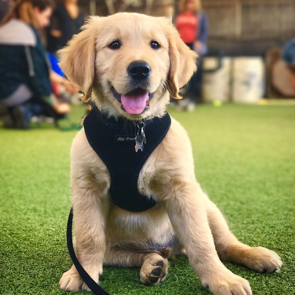 Karma Dog Training - Pet Training Near Me - Pasadena, California Karma Dog Training - Pet Training Near Me - Pasadena, California