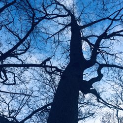 Scott Harrington Landscape And Tree Service - Trees