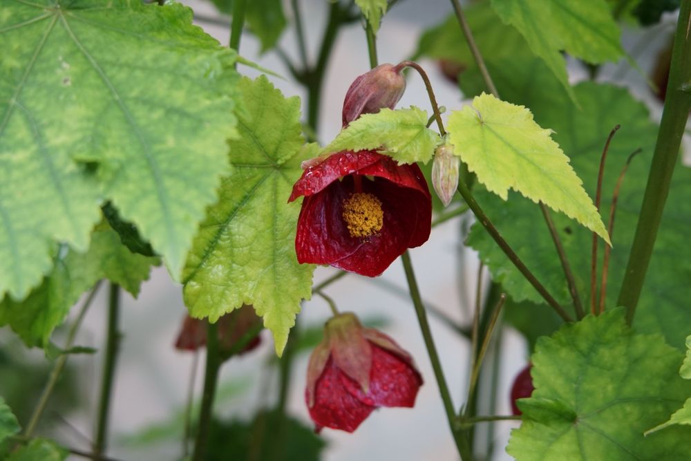 Glacier Gardens Rainforest Adventure