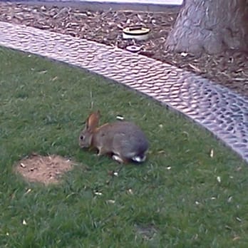 Otay Ranch Town Center - I took this right outside Barnes & Noble. I've also seen racoons! - Shopping Centers Near Me - Chula Vista, California