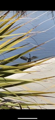 Arthur R. Marshall Loxahatchee National Wildlife Refuge by null