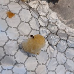 Wendy's - Just found a roach in my chicken biscuit.