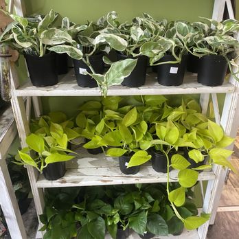 Life is Succulent - Assorted pothos - Nurseries & Gardening Near Me - Buffalo, New York Life is Succulent - Assorted pothos - Nurseries & Gardening Near Me - Buffalo, New York
