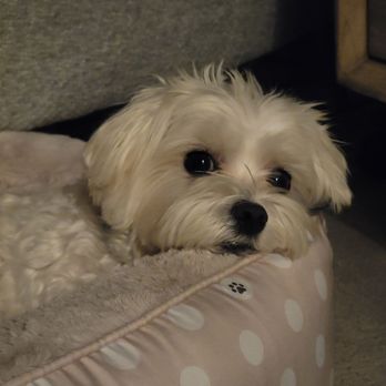 Barkhaus Petsitters - Pet Sitting Near Me