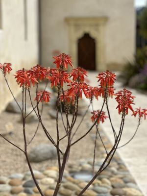 San Carlos Cathedral by null