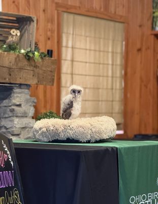 Ohio Bird Sanctuary by null