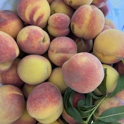 Youngblood Farms