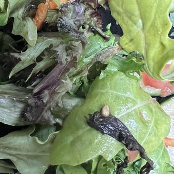 Sagrado Cafe - Mold and rotten greens in this salad - Coffee & Tea Near Me - Miami, Florida Sagrado Cafe - Mold and rotten greens in this salad - Coffee & Tea Near Me - Miami, Florida