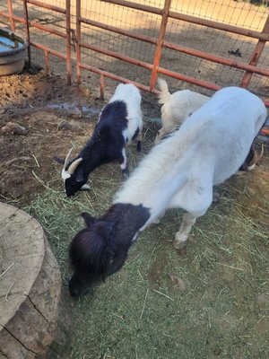 Blossom Peak Ranch by null