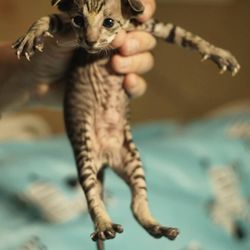 Gatsy Savannah Kittens - savannah kittens for sale