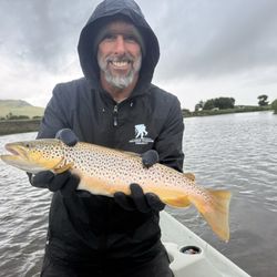 Montana Dream Fishing Outfitters - Nice brown floatin' the Mo.