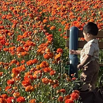 The Flower Fields - Venues & Event Spaces Near Me - Carlsbad, California