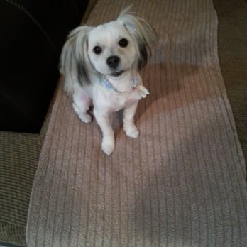 Genesis Dog Grooming - My teddy monster after his hair cut - Pet Groomers Near Me - Los Angeles, California Genesis Dog Grooming - My teddy monster after his hair cut - Pet Groomers Near Me - Los Angeles, California