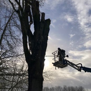 Ash Rock Tree Service - Tree Services Near Me Ash Rock Tree Service - Tree Services Near Me