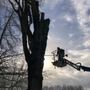 Photo of Ash Rock Tree Service
